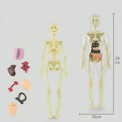 Kiddleo BodyWise™ Human Anatomy Model for Kids | Interactive STEM Science Learning Kit