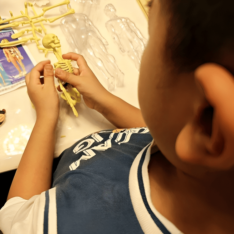 Kiddleo BodyWise™ Human Anatomy Model for Kids | Interactive STEM Science Learning Kit