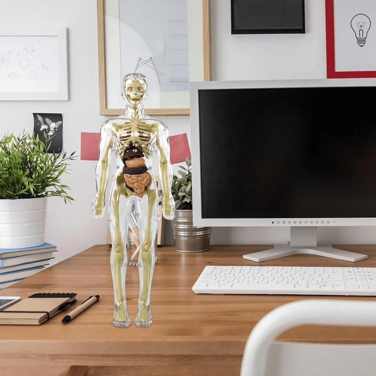 Kiddleo BodyWise™ Human Anatomy Model for Kids | Interactive STEM Science Learning Kit