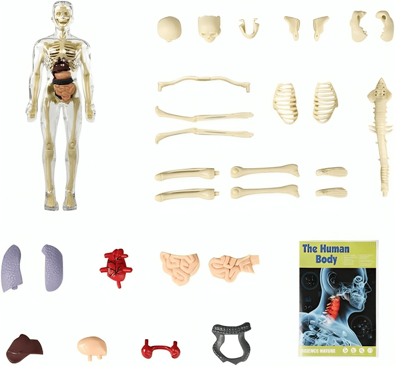 Kiddleo BodyWise™ Human Anatomy Model for Kids | Interactive STEM Science Learning Kit