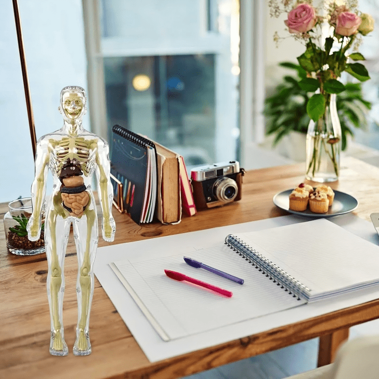 Kiddleo BodyWise™ Human Anatomy Model for Kids | Interactive STEM Science Learning Kit
