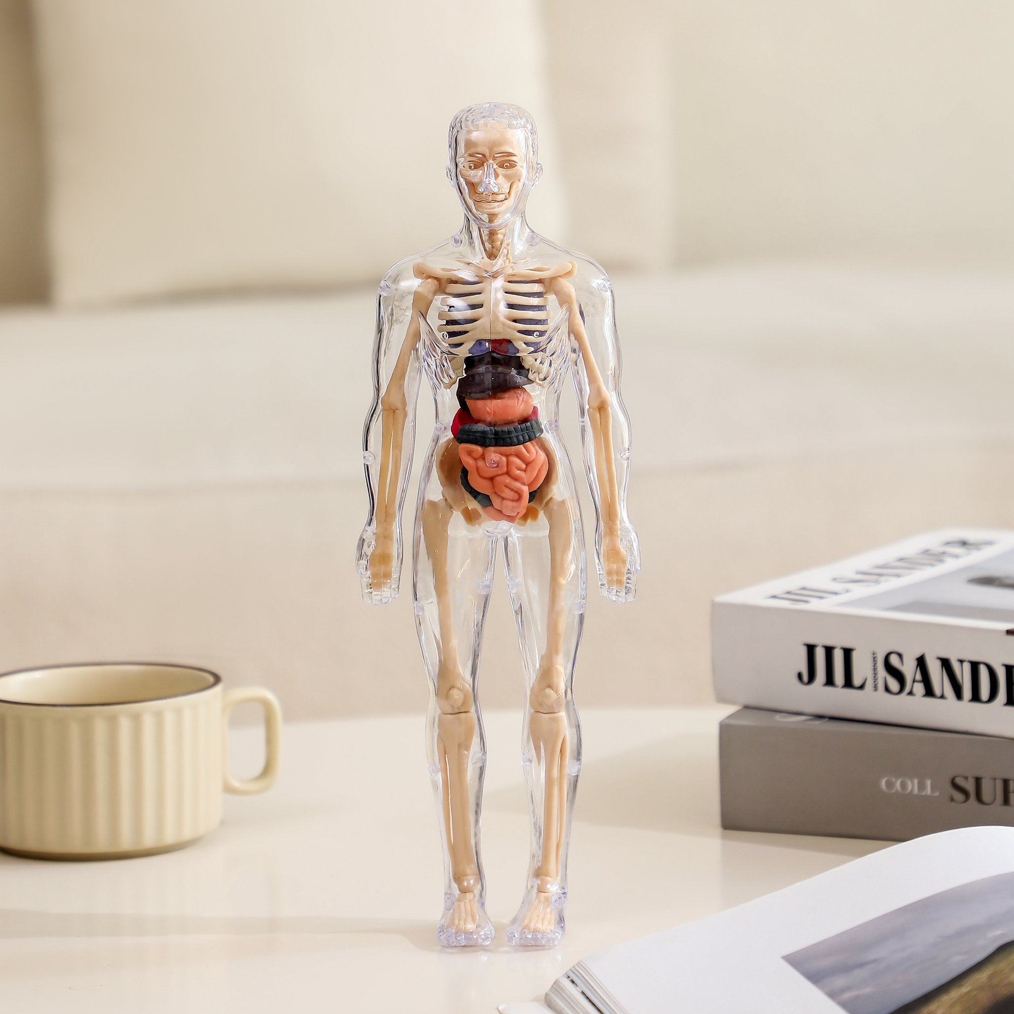 Kiddleo BodyWise™ Human Anatomy Model for Kids | Interactive STEM Science Learning Kit