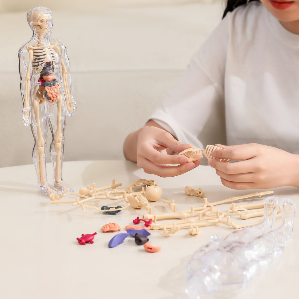 Kiddleo BodyWise™ Human Anatomy Model for Kids | Interactive STEM Science Learning Kit