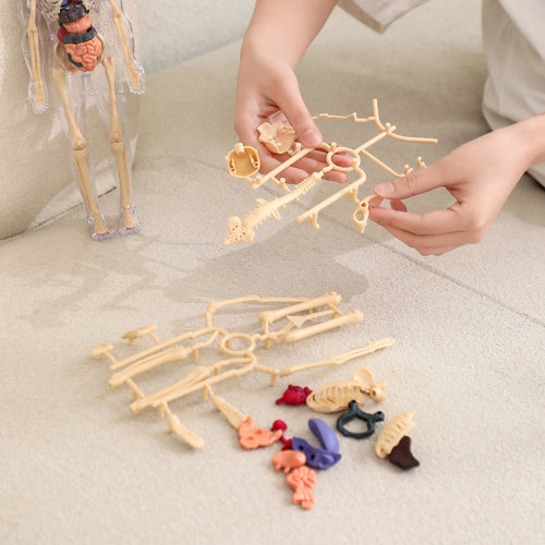 Kiddleo BodyWise™ Human Anatomy Model for Kids | Interactive STEM Science Learning Kit