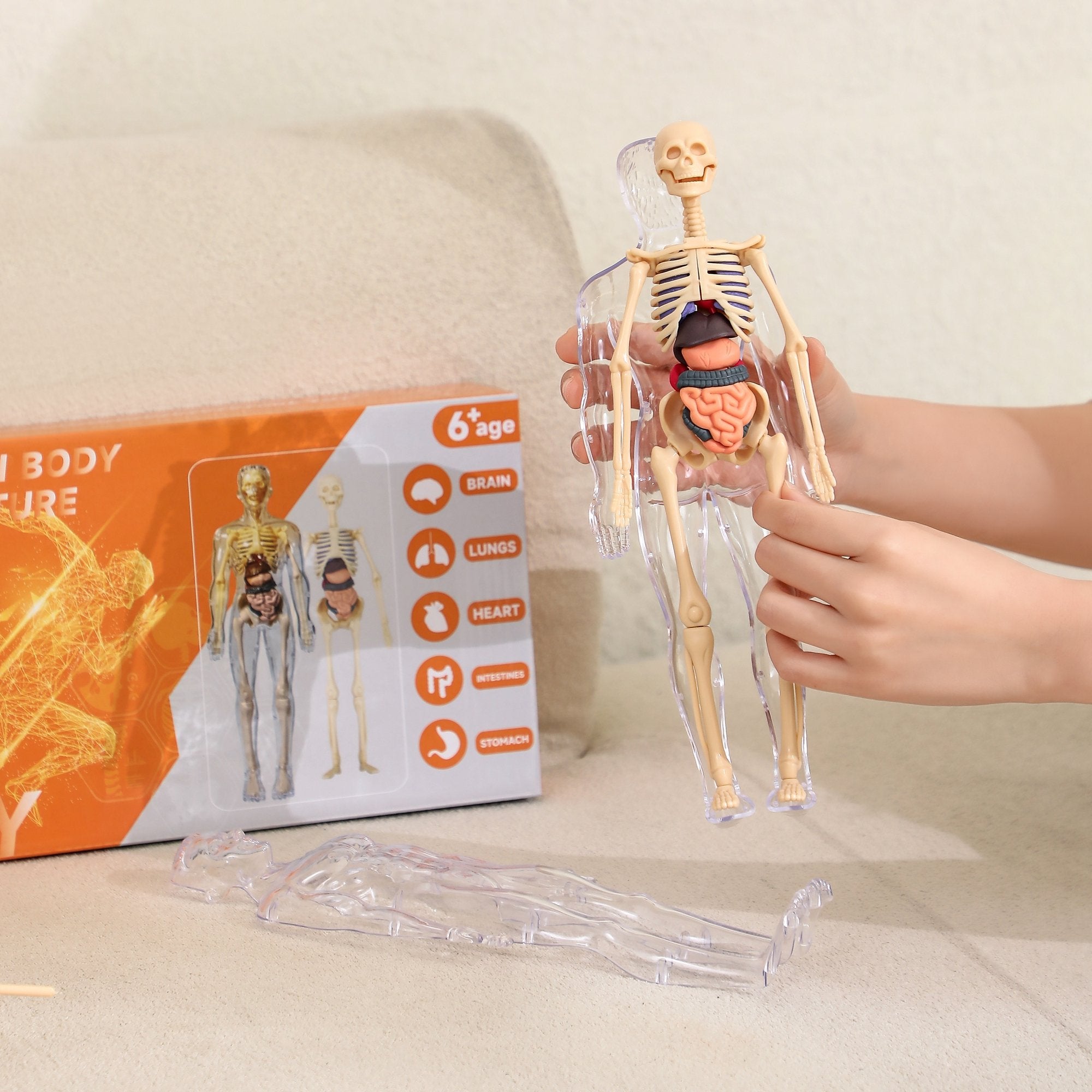 Kiddleo BodyWise™ Human Anatomy Model for Kids | Interactive STEM Science Learning Kit